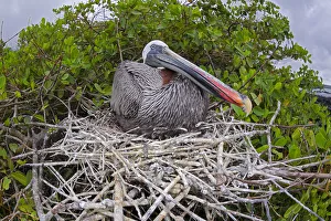 Brown pelican (Pelecanus occidentalis) sitting on its nest on Santa Cruz Island Brown pelican (Pelecanus occidentalis) sitting on its nest on Santa Cruz Island