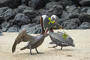 Brown pelican (Pelecanus occidentalis) pair in breeding plumage Brown pelican (Pelecanus occidentalis) pair in breeding plumage