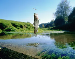 Brown trout (Salmo trutta) leaping for a damselfly. (digitally enhanced) Brown trout (Salmo trutta) leaping for a damselfly. (digitally enhanced)