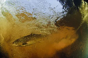 Brown trout (Salmo trutta) in turbulent water at a weir, River Ettick, Selkirkshire Brown trout (Salmo trutta) in turbulent water at a weir, River Ettick, Selkirkshire