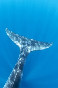 Bryde's whale (Balaenoptera edeni) tail, Trincomalee, Eastern Province, Sri Lanka Bryde's whale (Balaenoptera edeni) tail, Trincomalee, Eastern Province, Sri Lanka