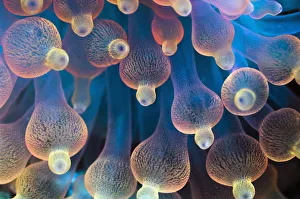 Bubble Tip Anemone (Entacmaea quadricolor). The tentacles are usually a dull brown Bubble Tip Anemone (Entacmaea quadricolor). The tentacles are usually a dull brown
