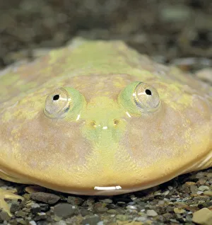 Budgett Frog {Lepidobatrachus laevis} Japan Budgett Frog {Lepidobatrachus laevis} Japan