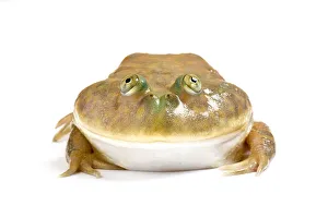 Budgetts frog (Lepidobatrachus laevis) captive on white background. Occurs in Argentina Budgetts frog (Lepidobatrachus laevis) captive on white background. Occurs in Argentina