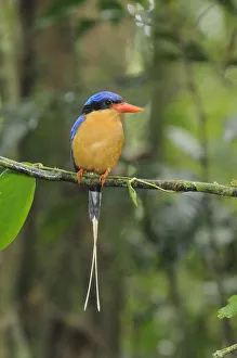 Buff breasted kingfisher / White tailed kingfisher (Tanysiptera sylvia) male Buff breasted kingfisher / White tailed kingfisher (Tanysiptera sylvia) male