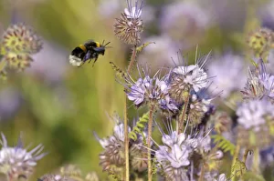 Buff-tailed bumble bee (Bombus terrestris) worker alighting on a Scorpionweed (Phacelia Buff-tailed bumble bee (Bombus terrestris) worker alighting on a Scorpionweed (Phacelia