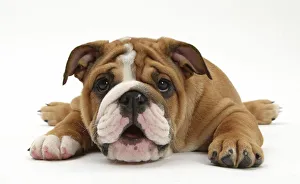 Bulldog pup, age 11 weeks, lying with chin on the floor Bulldog pup, age 11 weeks, lying with chin on the floor