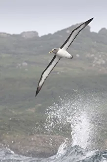 Bullers albatross (Thalassarche bulleri) flying over sea, Chatham Islands, off Bullers albatross (Thalassarche bulleri) flying over sea, Chatham Islands, off