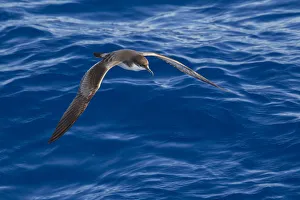 Bullers shearwater (Puffinus bulleri) in flight low over the water, showing upperwing Bullers shearwater (Puffinus bulleri) in flight low over the water, showing upperwing