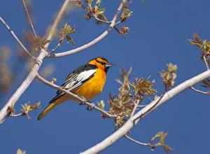 Bullock's Oriole (Icterus gabula bullockii) male in breeding plumage perched amid new Bullock's Oriole (Icterus gabula bullockii) male in breeding plumage perched amid new