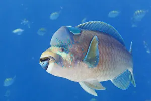 Bumphead parrotfish (Scarus perrico), El Pardito Island Bumphead parrotfish (Scarus perrico), El Pardito Island