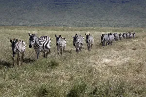 Burchells zebra (Equus quagga burchellii) walking in single file, Ngorongoro Crater Burchells zebra (Equus quagga burchellii) walking in single file, Ngorongoro Crater