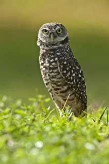 Burrowing owl (Athene cunicularia) standing at burrow entrance, Cape Coral, Florida Burrowing owl (Athene cunicularia) standing at burrow entrance, Cape Coral, Florida