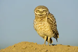 Burrowing owl (Athene cunicularia) Adams County, Washington, USA. May Burrowing owl (Athene cunicularia) Adams County, Washington, USA. May