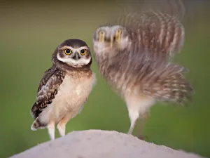Two Burrowing owls (Athene cunicularia) fledgling with adult about to take off, Pantanal Two Burrowing owls (Athene cunicularia) fledgling with adult about to take off, Pantanal