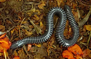 Caecilian (Siphonops annulata) amongst leaf litter, Amazon Rainforest. Ecuador Caecilian (Siphonops annulata) amongst leaf litter, Amazon Rainforest. Ecuador