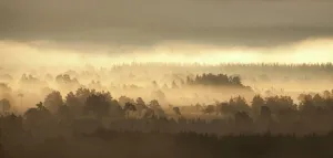 Caledonian pine forest in mist at sunrise, Rothiemurchus Forest, Cairngorms NP, Highland Caledonian pine forest in mist at sunrise, Rothiemurchus Forest, Cairngorms NP, Highland