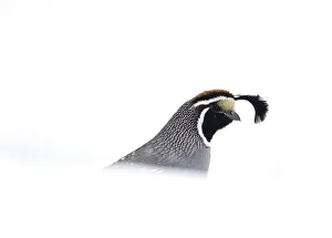 California quail (Callipepla californica), male emerging from behind snowbank in winter California quail (Callipepla californica), male emerging from behind snowbank in winter