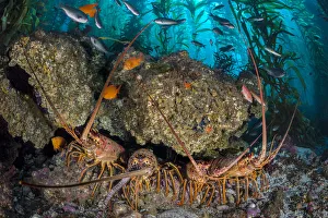 Four California spiny lobsters (Panulirus interruptus) shelter beneath a boulder in a Four California spiny lobsters (Panulirus interruptus) shelter beneath a boulder in a