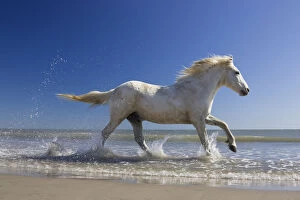 Images Dated 6th April 2006: Camargue horse (Equus caballus) running in water at beach, Camargue, France, April