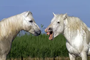 Camargue horse, two, one with mouth open. Bouches du Rhone, France May Camargue horse, two, one with mouth open. Bouches du Rhone, France May