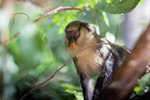 Old World Monkeys Africa Prints: Campbell's monkey (Cercopithecus campbelli) sitting in tree