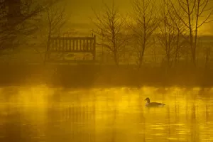 Images Dated 8th December 2012: Canada goose (Branta canadensis) silhouetted on lake at dawn, Stockport, Cheshire