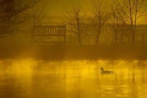 Canada goose (Branta canadensis) silhouetted on lake at dawn, Stockport, Cheshire Canada goose (Branta canadensis) silhouetted on lake at dawn, Stockport, Cheshire