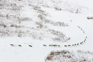 Canadian timber wolf / Northwestern wolf (Canis lupus occidentalis Canadian timber wolf / Northwestern wolf (Canis lupus occidentalis