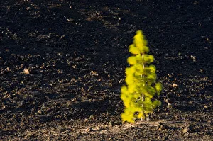 Canary pine tree (Pinus canariensis) moving in the wind, in lava field near Chio Canary pine tree (Pinus canariensis) moving in the wind, in lava field near Chio