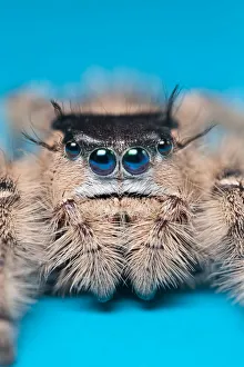 Canopy jumping spider (Phidippus otiosus) female orginating from North America. Captive Canopy jumping spider (Phidippus otiosus) female orginating from North America. Captive