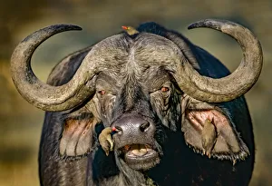 Cape buffalo (Syncerus caffer caffer) portrait, Red-billed oxpeckers Cape buffalo (Syncerus caffer caffer) portrait, Red-billed oxpeckers