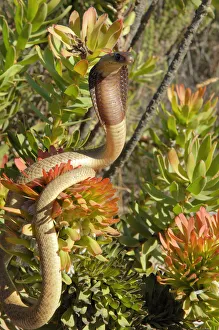 Popular themes/life earth/cape cobra naja nivea displaying vegetation Popular themes/life earth/cape cobra naja nivea displaying vegetation
