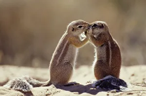 Cape ground squirrel kissing {Xerus inauris} Kgalagadi TP, South Africa Cape ground squirrel kissing {Xerus inauris} Kgalagadi TP, South Africa