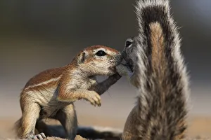 2010 highlights/cape ground squirrels xerus inauris greeting 2010 highlights/cape ground squirrels xerus inauris greeting