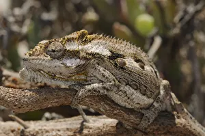 Cape / Namaqua Dwarf Chameleon (Bradypodion pumilum) camoflagued on branch. Noup Cape / Namaqua Dwarf Chameleon (Bradypodion pumilum) camoflagued on branch. Noup