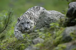 Captive Snow leopard (Panthera uncia) stalking, partly camouflaged by rocks in Heidezoo Captive Snow leopard (Panthera uncia) stalking, partly camouflaged by rocks in Heidezoo