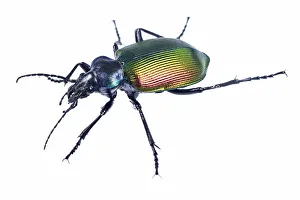 Carabid beetle (Calosoma sycophanta) on white backlit background, Antola Regional Park Carabid beetle (Calosoma sycophanta) on white backlit background, Antola Regional Park