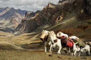 Caravan of horses climbing over the Singge La mountain pass at an altitude of 5010m Caravan of horses climbing over the Singge La mountain pass at an altitude of 5010m