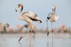 Caribbean Flamingo (Phoenicopterus ruber) juvenile, Ria Lagartos Biosphere Reserve Caribbean Flamingo (Phoenicopterus ruber) juvenile, Ria Lagartos Biosphere Reserve