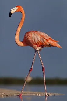 Caribbean flamingo (Phoenicopterus ruber) walking, Ria Lagartos Biosphere Reserve Caribbean flamingo (Phoenicopterus ruber) walking, Ria Lagartos Biosphere Reserve