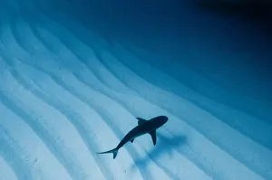 Caribbean reef shark (Carcharhinus perezi) over sand ripples, Walkers Cay, Bahamas Caribbean reef shark (Carcharhinus perezi) over sand ripples, Walkers Cay, Bahamas