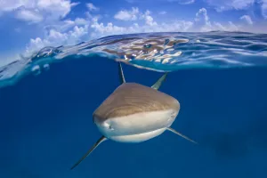 A Caribbean reef shark (Carcharhinus perezi) just below the surface A Caribbean reef shark (Carcharhinus perezi) just below the surface