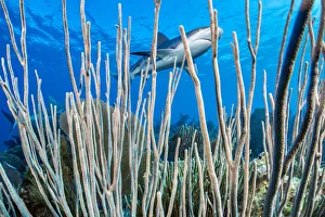 Caribbean reef shark (Carcharhinus perezi) swims over a coral reef Caribbean reef shark (Carcharhinus perezi) swims over a coral reef