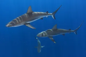 Caribbean Reef Shark (Carcharhinus perezi) group of three Caribbean Reef Shark (Carcharhinus perezi) group of three