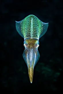 Caribbean reef squid (Sepioteuthis sepioidea) in mid water over a coral reef. East End Caribbean reef squid (Sepioteuthis sepioidea) in mid water over a coral reef. East End