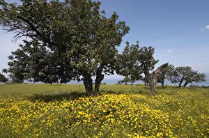Carob trees / St Johns bread (Ceratonia siliqua) in a meadow, Akamas Peninsula Carob trees / St Johns bread (Ceratonia siliqua) in a meadow, Akamas Peninsula