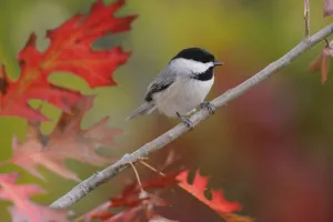 Carolina Chickadee (Poecile carolinensis) perched in Texas Red Oak (Quercus Texana) New Braunfels Carolina Chickadee (Poecile carolinensis) perched in Texas Red Oak (Quercus Texana) New Braunfels