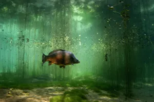 Carp (Cyprinus carpio) Aare River, Switzerland 2006 Carp (Cyprinus carpio) Aare River, Switzerland 2006