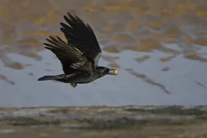 Carrion Crow (Corvus corone) in flight with Cockle shell, Liverpool Bay, UK, November Carrion Crow (Corvus corone) in flight with Cockle shell, Liverpool Bay, UK, November